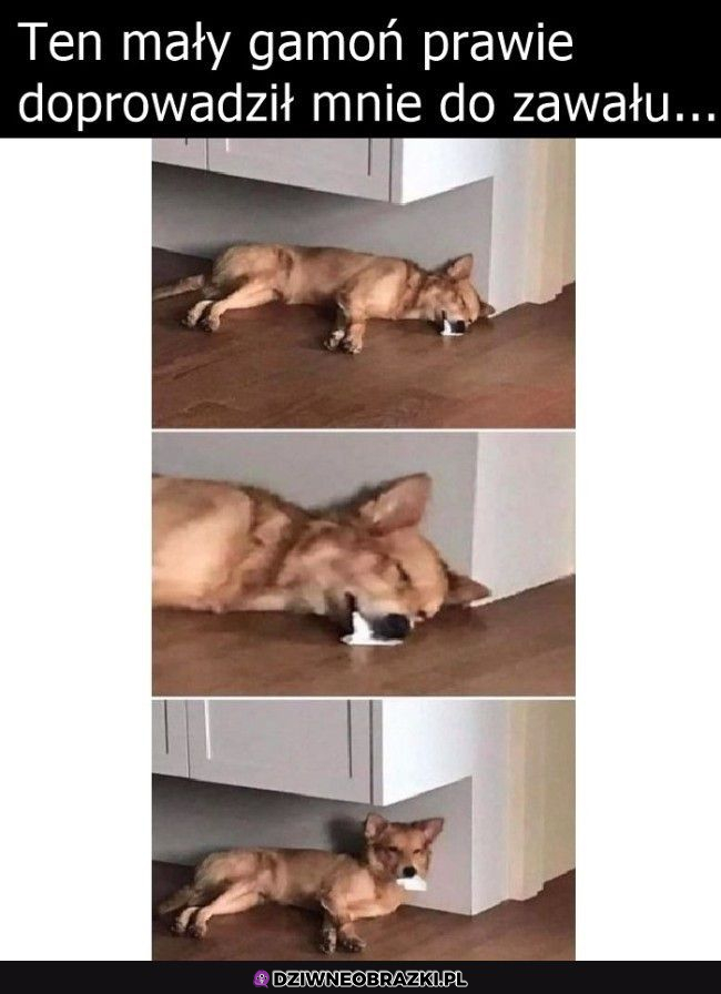 myślałem, że umarł :o