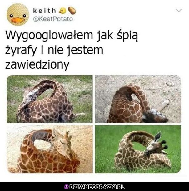 Śpiące żyrafy