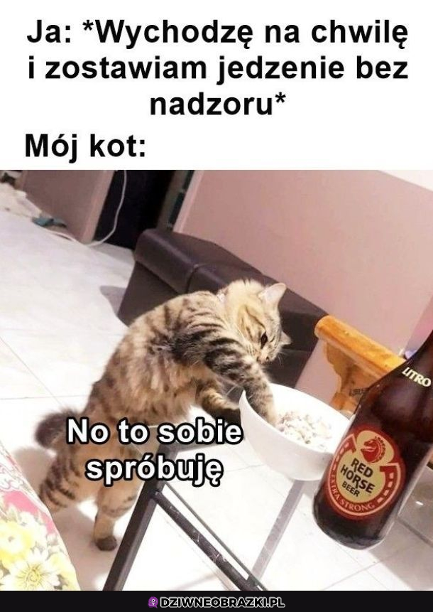 Kiedy masz kota