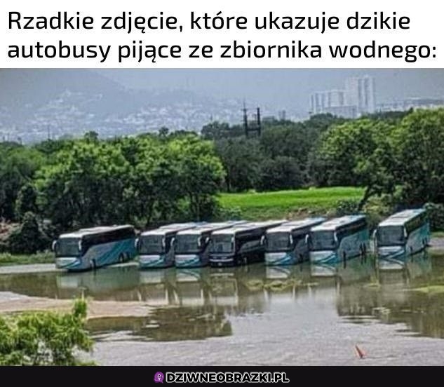 Tylko cichutko bo spłoszycie