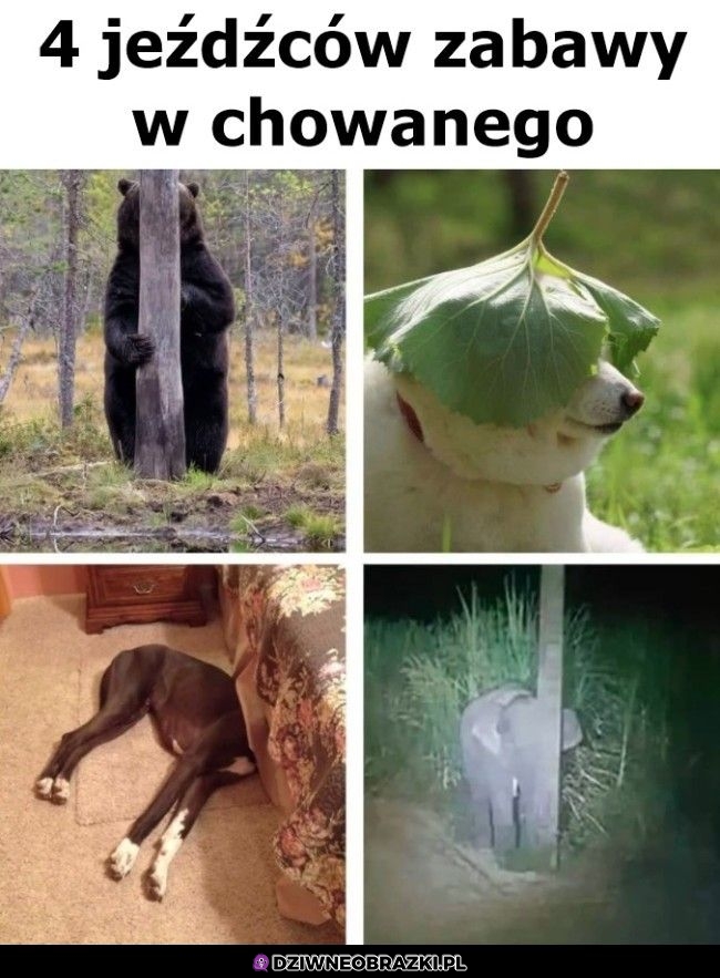 Zabawa w chowanego