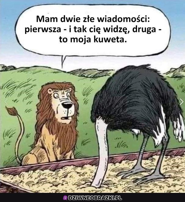 To moja kuweta!