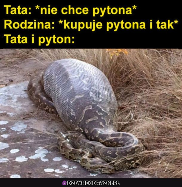 Kiedy stary nie chciał...
