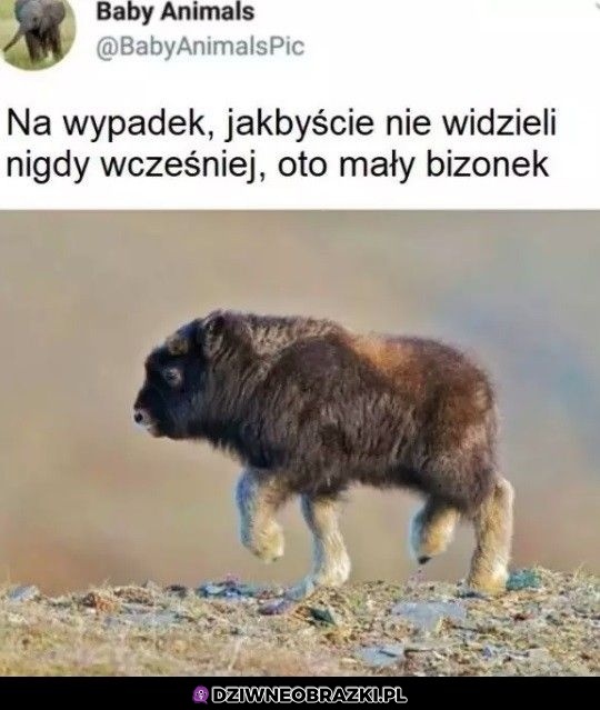 Ale słodziak
