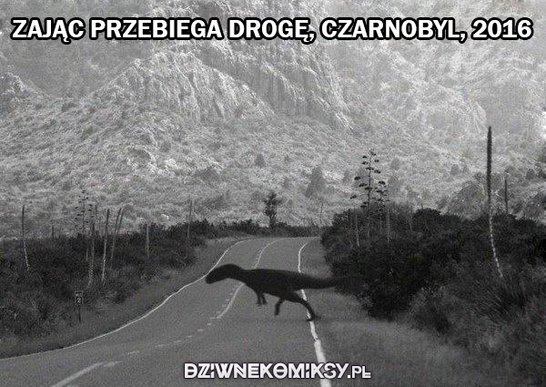 Zając przebiega przed drogę w Czarnobylu