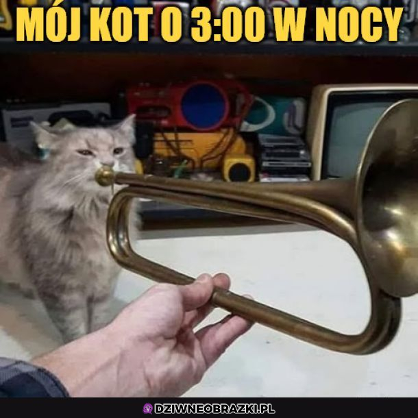 Typowy kot