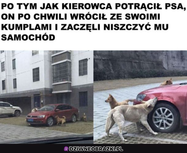 Mściwy piesek
