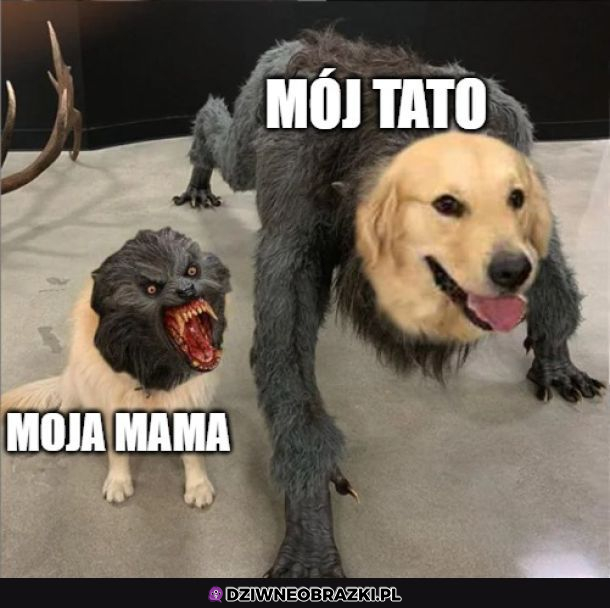 Typowi starzy
