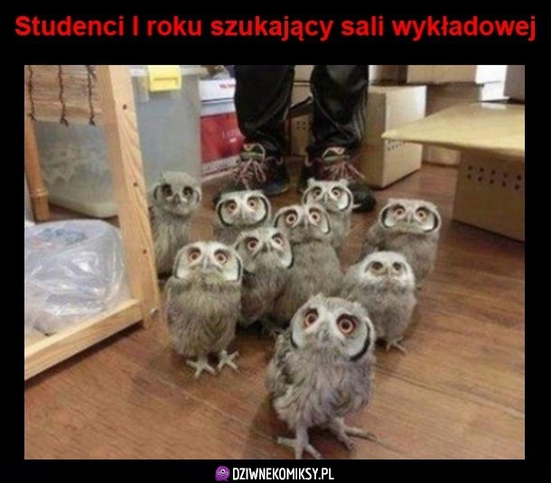 Pierwszaki