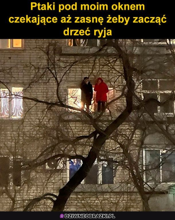Ptaki pod oknem