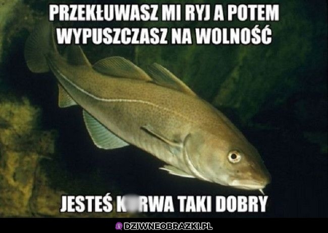 Wędkarstwo w pigułce