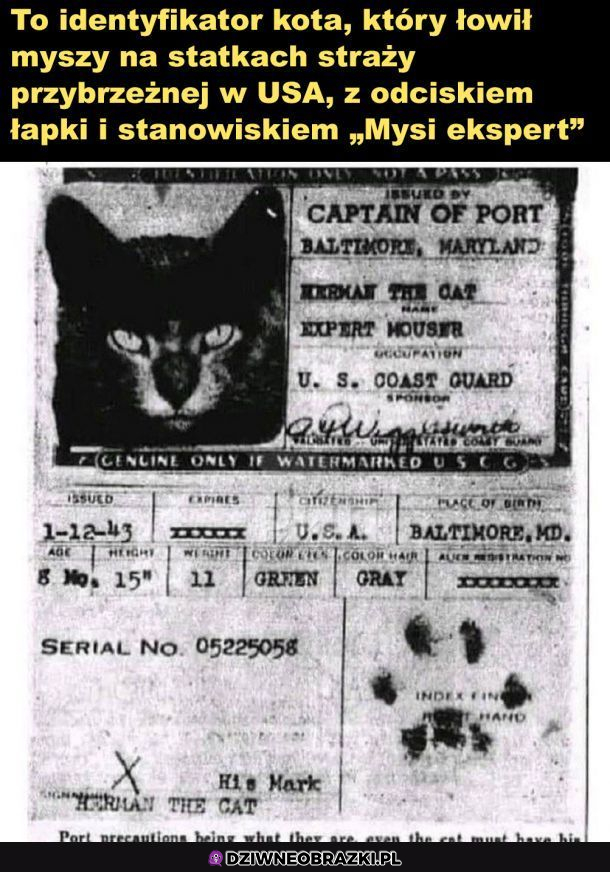 Mysi ekspert