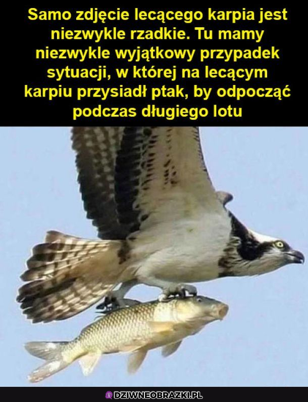 Latający karp
