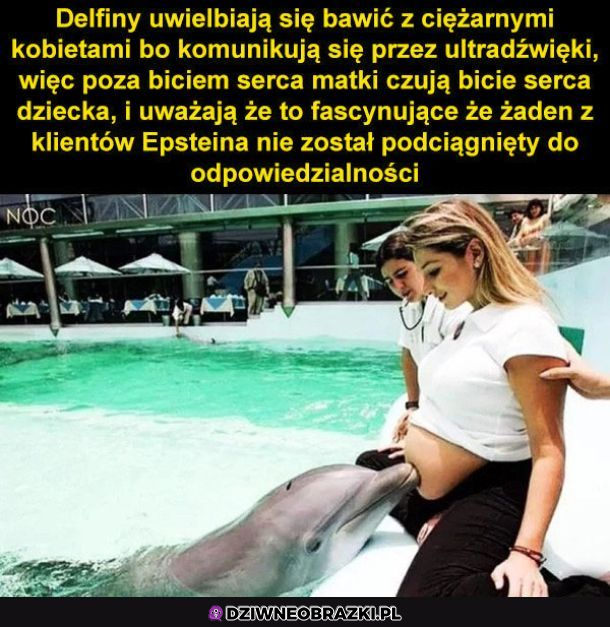 Delfiny