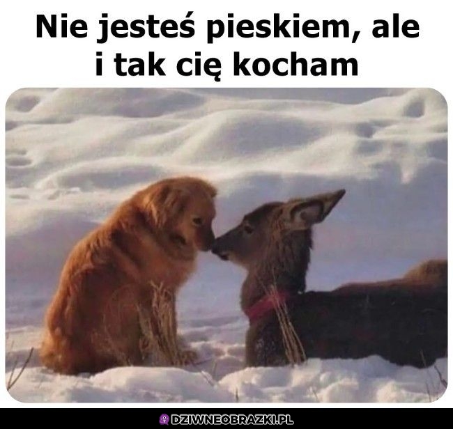 Wielka miłość
