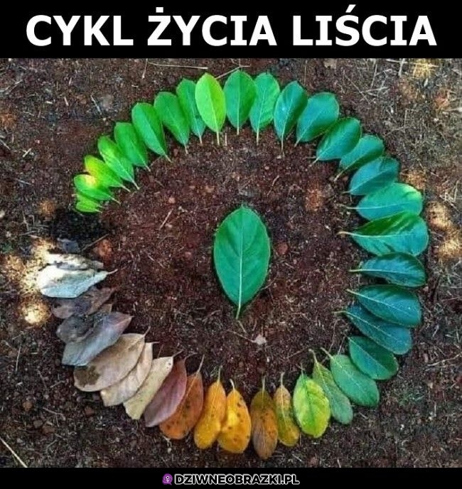 Ktoś miał dużo czasu