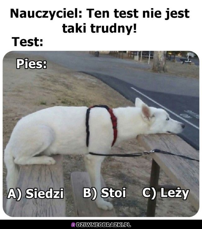 Wszystkie poprawne
