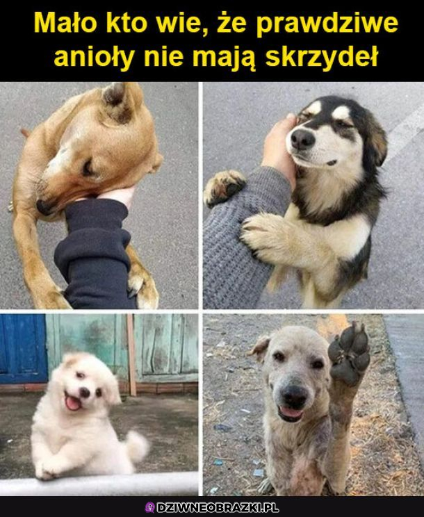 Anioły bez skrzydeł