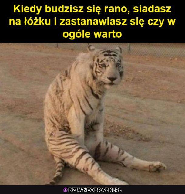 Raczej nie było warto
