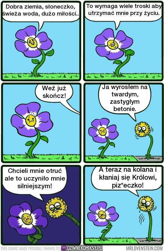 Kozak mleczyk