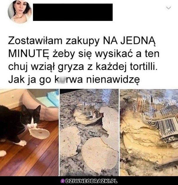 Uroczy kitku