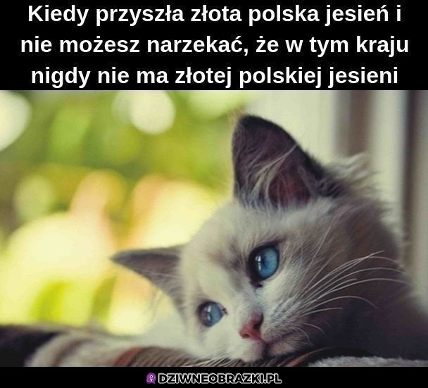 A niech to