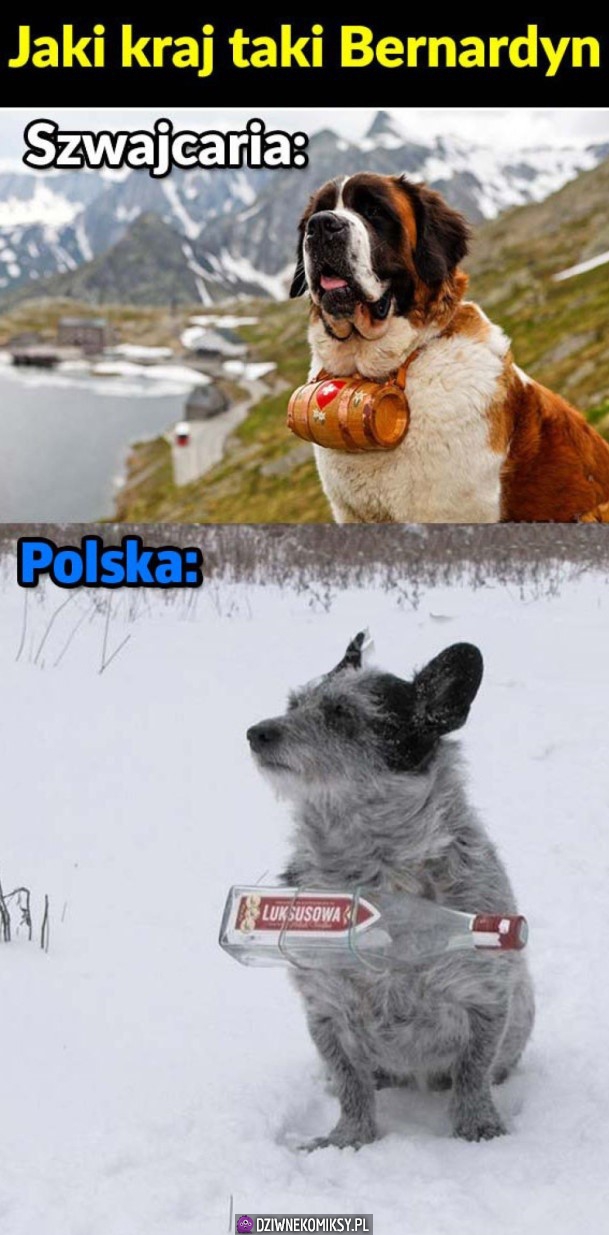 Polski Bernardyn