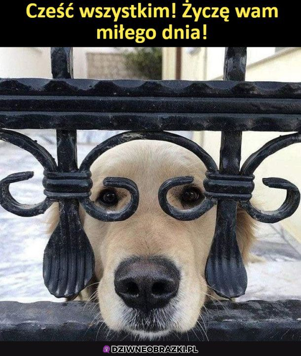 Hejka