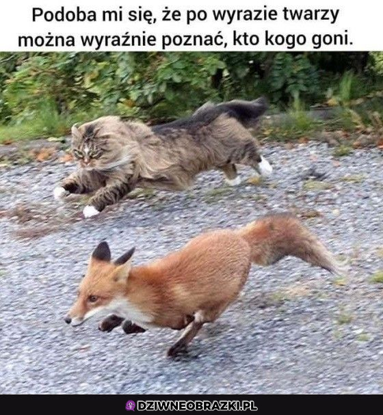 Odrazu to widać
