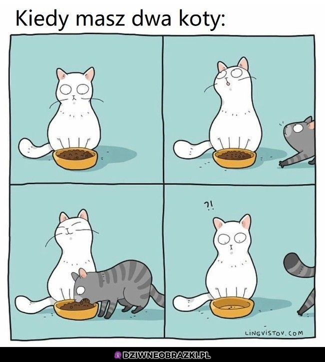 Dwa koty