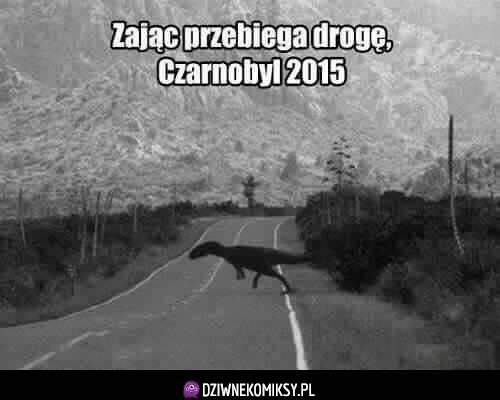 Zając