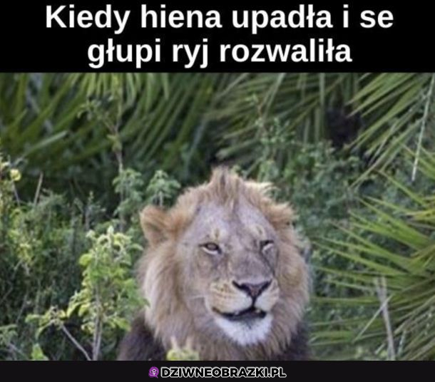 Heheszki na safari