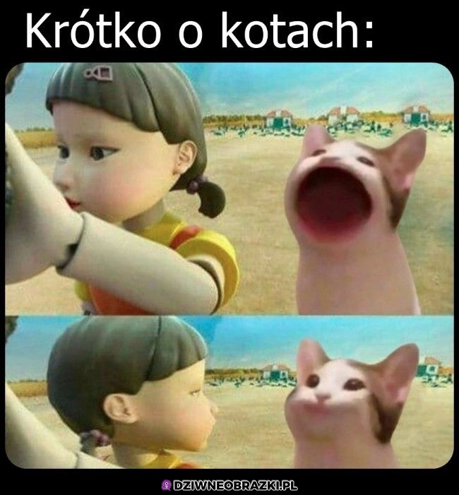 Koty takie są