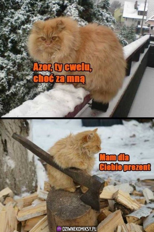 Wkurwiony kotek