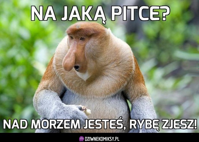 Jaką pitce?