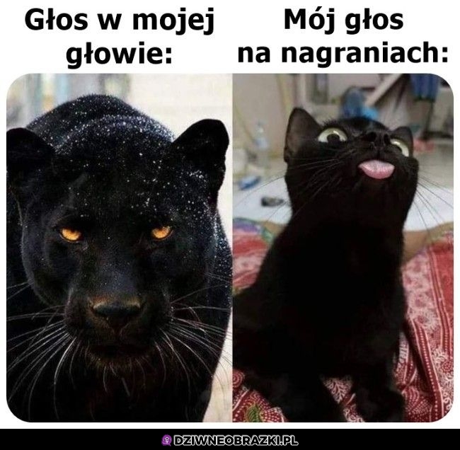 Zawsze