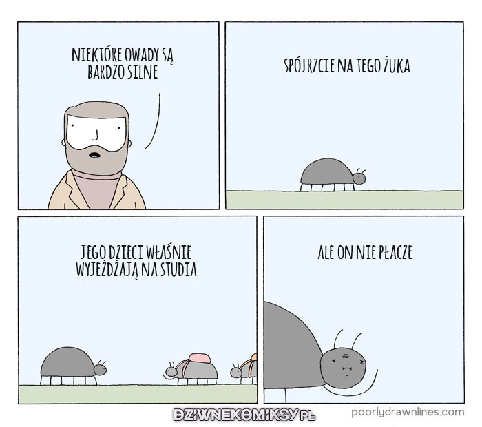 Żuk jest jednym z najsilniejszych owadów