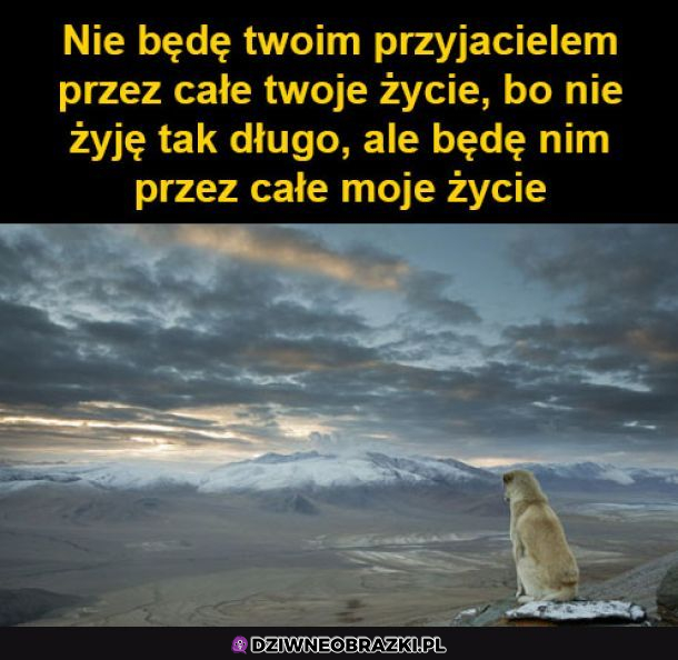 Zwierzęta są za dobre dla ludzi 