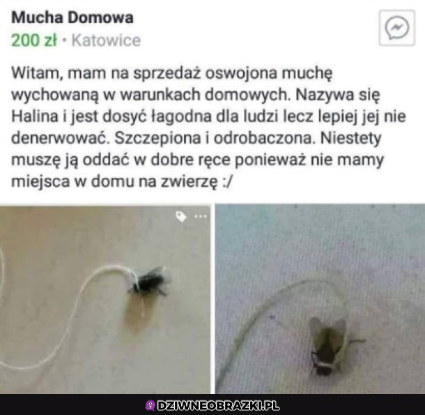 Oswojona mucha