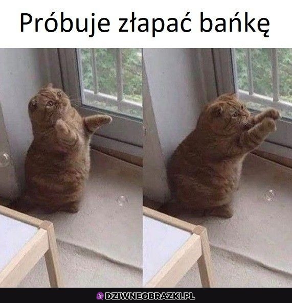 Wielkie starania kitku