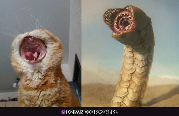Widzicie to?