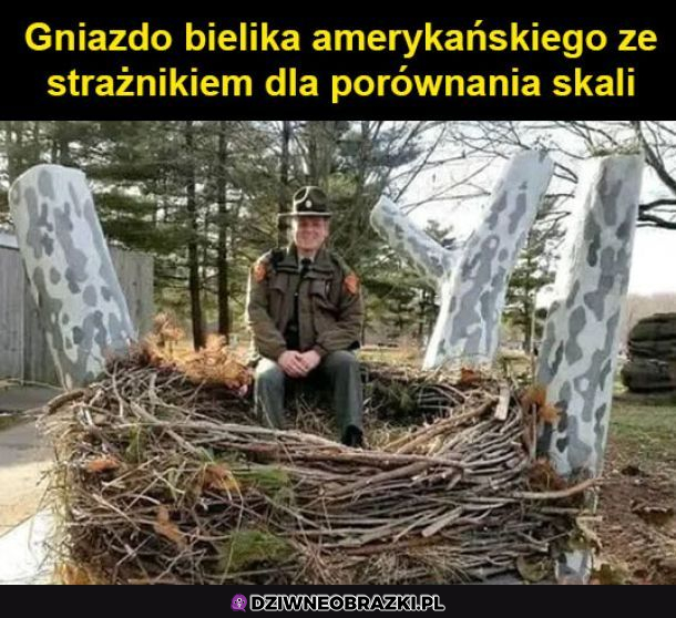 porównanie