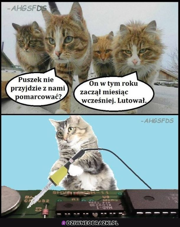 Kocie żarciki