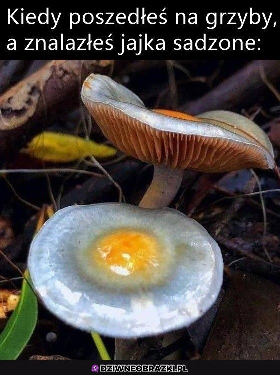 Piękne jajo