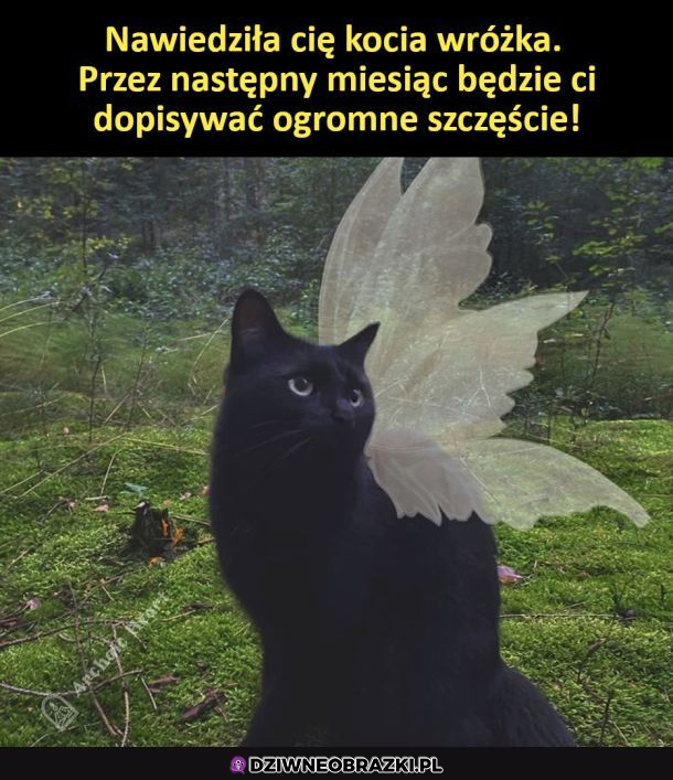 Kocia wróżka