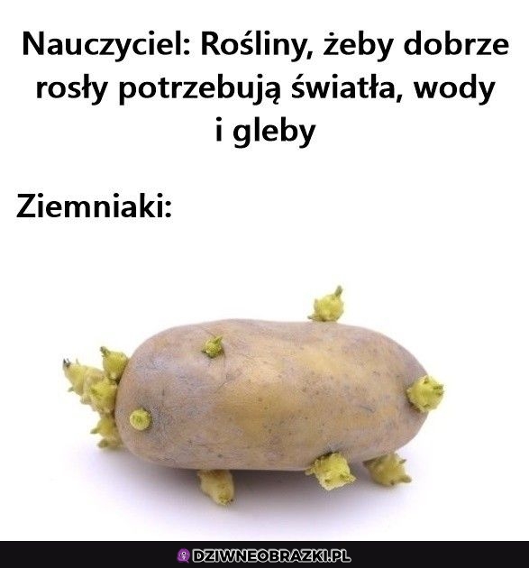 Te to są niepowstrzymane