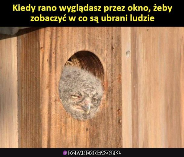 Typowy ja rano