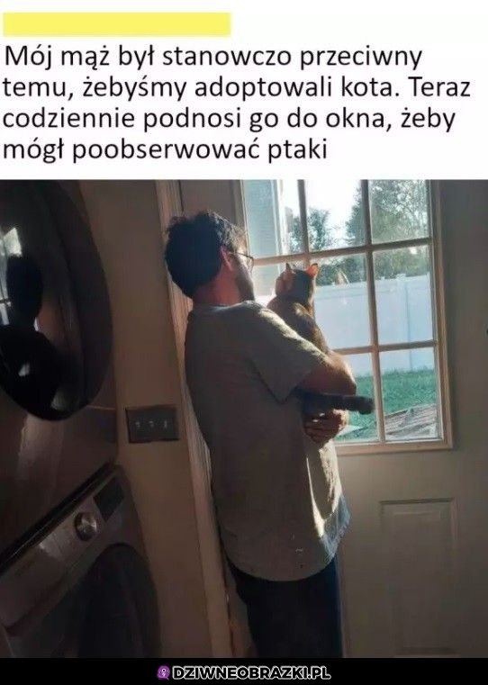 Adopcja kitku