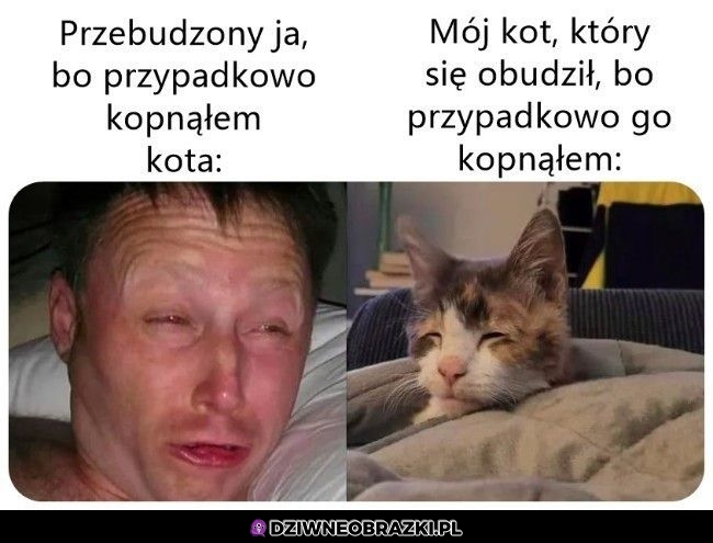 Pobudka