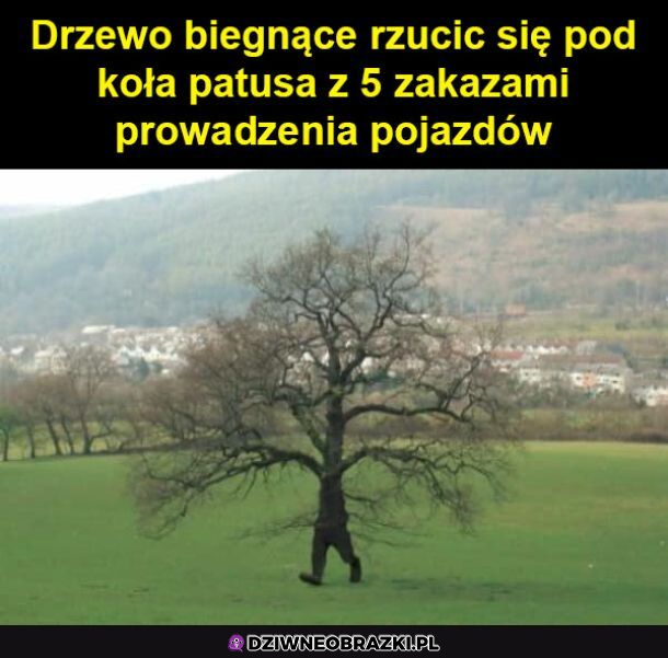 Zdesperowane drzewo